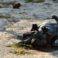 2026-01-08 Brandenburg an der Havel/Waldmöpse/DSC_2328.JPG
